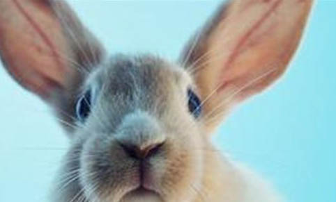 兔子球虫病有哪些症状
