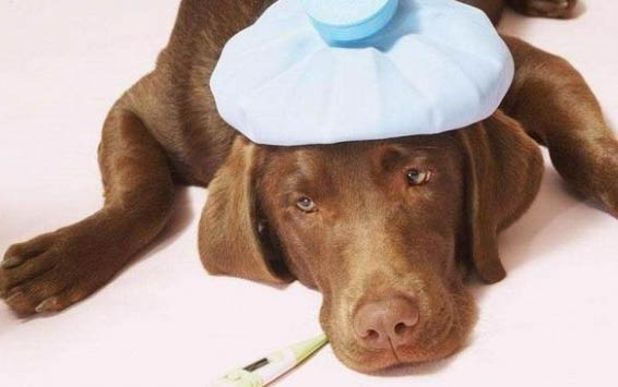 狗狗螨虫病有哪些症状