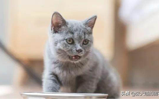 三个月大的小猫可以用磨牙棒吗