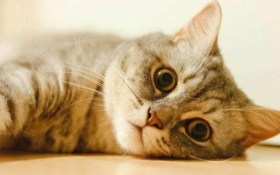 猫传染性腹膜炎有哪些治疗方法