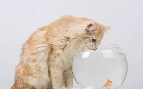 猫咪真的喜欢吃鱼吗