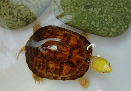 适合新手养的半水龟