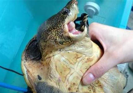 麝香龟是不是深水龟?