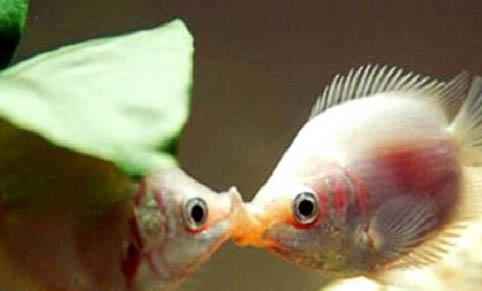 公母接吻鱼能混养吗