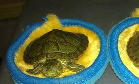 珍珠龟和巴西龟哪个好