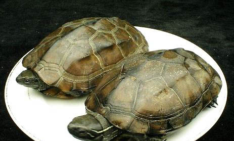 家养乌龟的品种有哪些？