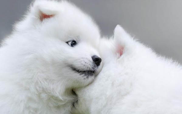萨摩耶幼犬一个月图片