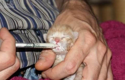 刚出生的小猫咪能喝牛奶吗