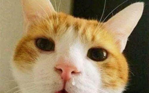 猫咪口炎有什么症状？