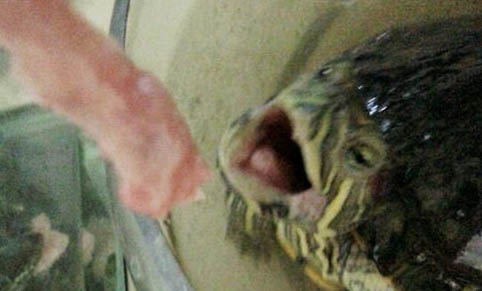 巴西龟可以在水里睡觉吗？