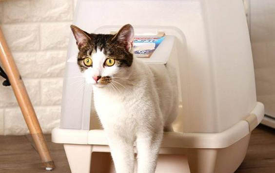 猫咪打疫苗期间可以洗澡吗