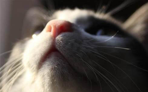 猫咪有黑下巴是什么原因