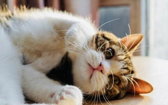 猫咪可以吃阿莫西林消炎药吗
