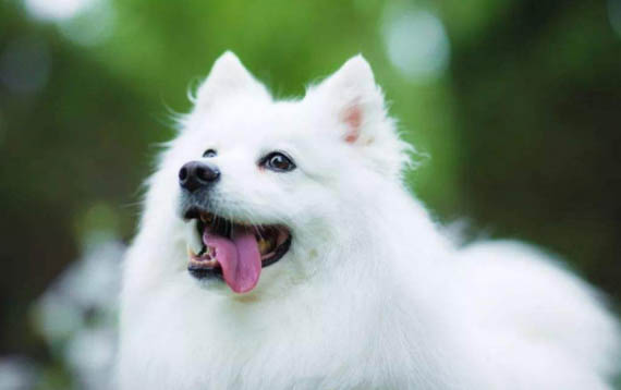 银狐犬吐白色粘稠液体的原因及处理方法