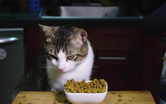 猫能不能吃煮鱼腮