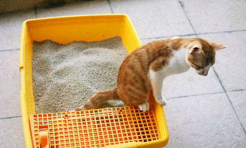 猫砂一般多少天换一次