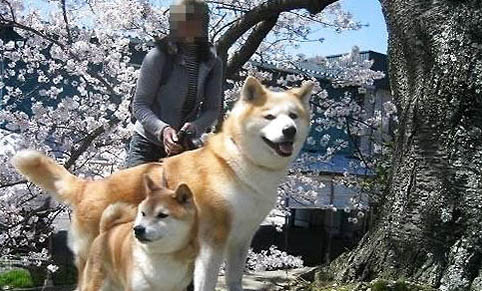 柴犬和秋田犬哪个聪明