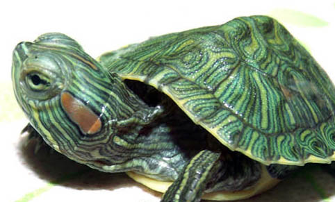 怎么判断巴西龟的年龄